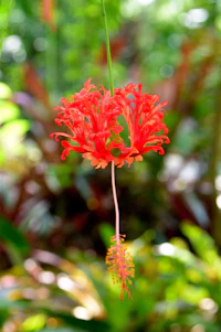 a red flower hanging from a branch in the jungle