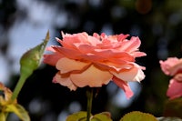 a bunch of pink roses in a garden