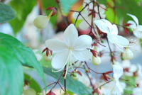 white flowers on a tree with green leaves